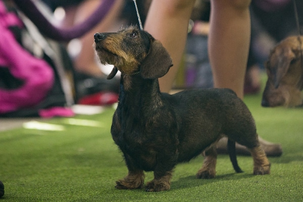 silky wire haired dachshund puppies