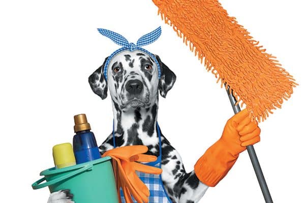 We tell you some DIY cleaning solutions that are safe for your dog. Photography ©BilevichOlga | Getty Images.