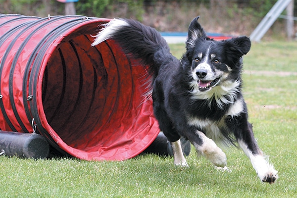 Dog agility is a great form of exercise for you and your dog. Photography ©happyborder | Getty Images.