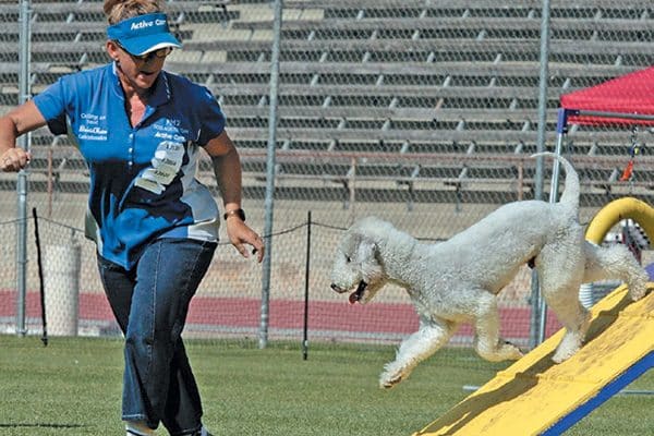 You can research where to train if you are interested in dog agility classes. Photography Courtesy Robert Moray.