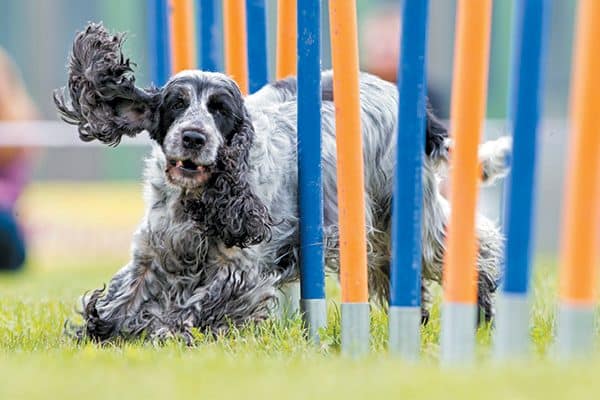 Weaving through poles is just one obstacle your dog can try with dog agility. Photography ©LexiTheMonster | Getty Images.