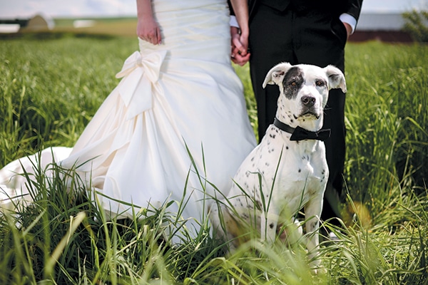 Many people are looking for dog-friendly wedding destinations rather than leaving their pup at home. Photography ©amportraits | Getty Images.