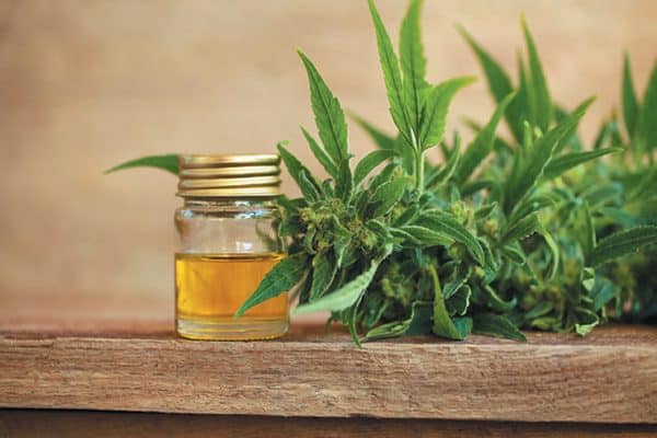 Understanding fatty acid composition can greatly improve how you use oils for dogs. Photography ©OlegMalyshev | Getty Images.