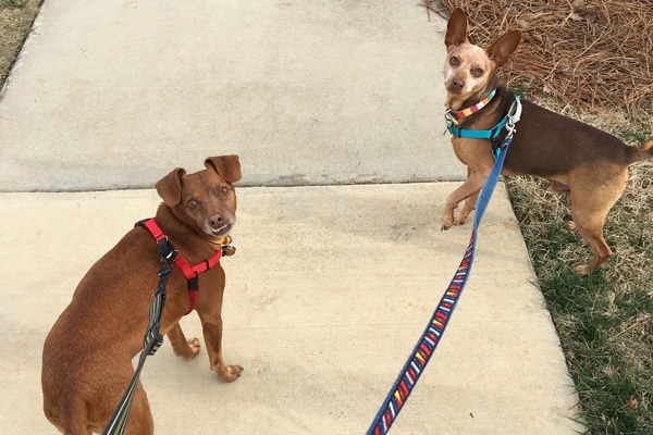 Tampa Bay (left) and Justice out for a walk on leash.