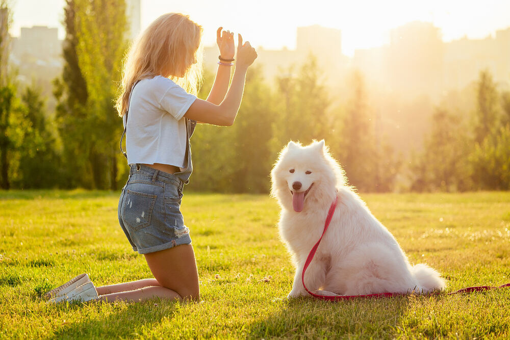 young-woman-in-denim-shorts-is-sitting-in-grass-and-training-a-white-fluffy-cute-samoyed-dog-in-the-summer-park