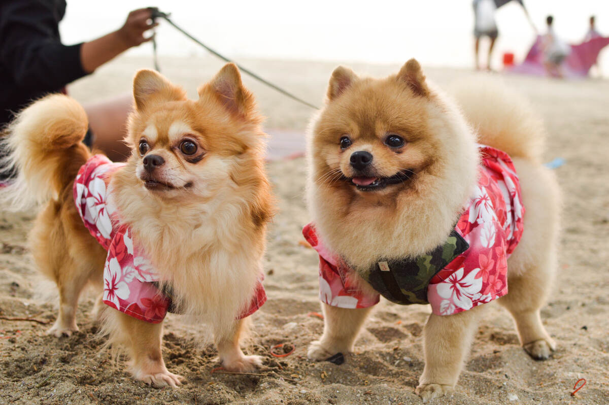 pomeranian dogs on a beach