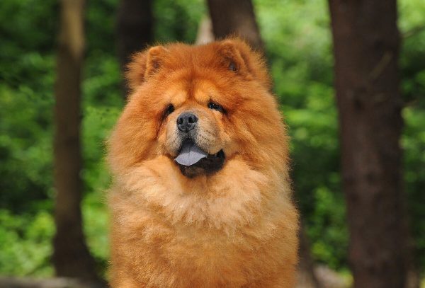 Portait of Chow Chow dog