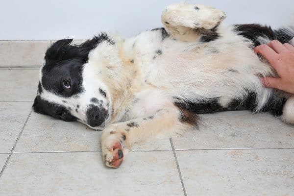 A dog getting his belly rubbed showing his stomach.