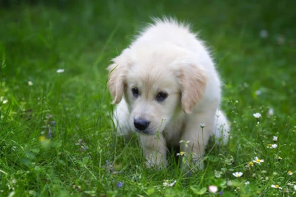 A puppy on a grass green area, squatting / pooping.