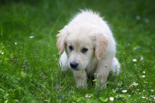 what does white dog poop mean