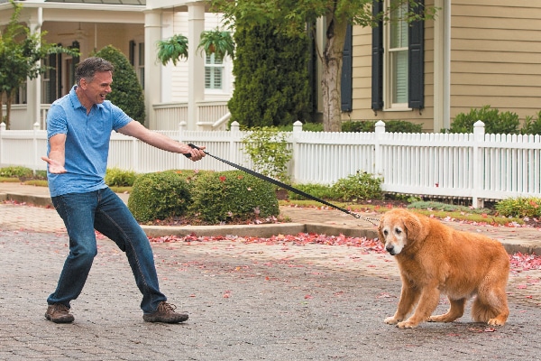 The Latest in Dog Training