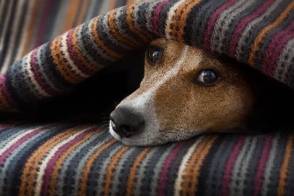 A sick dog lying under blankets.