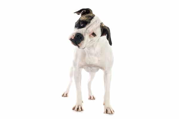 An American Bulldog.