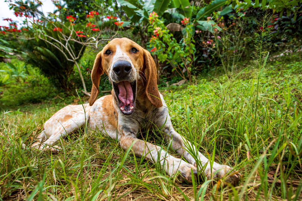 American English Coonhound dog lying and opening his mouth while lying on a grassy garden
