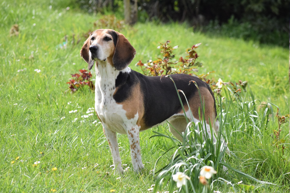 Beagle Harrier dog standing outdoors