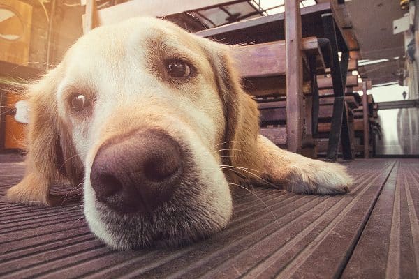 Close up of a dog nose or a dog sick or sad on the floor.