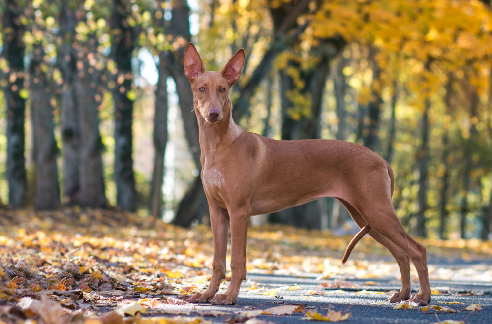 Pharaon dog standing outside in beautiful autumn park