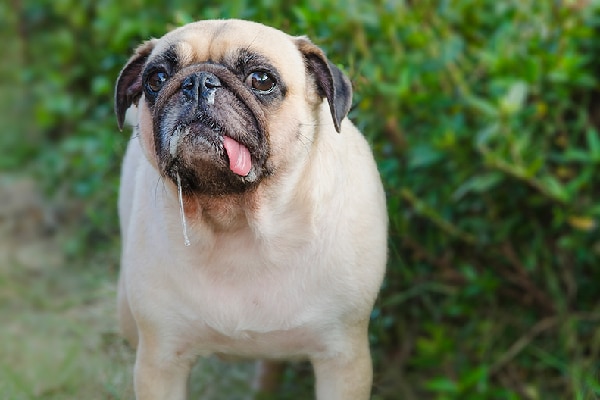 A pug dog drooling with a runny nose.