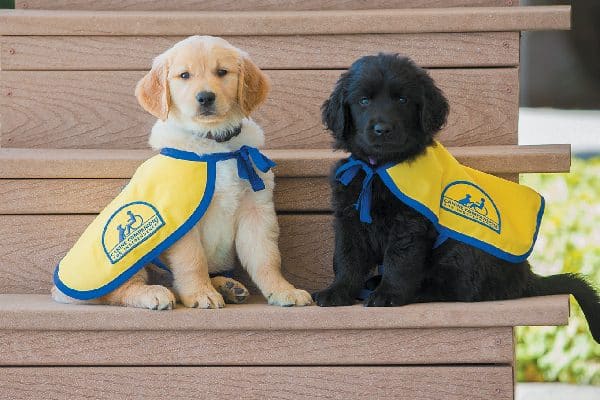 Service dog puppies.