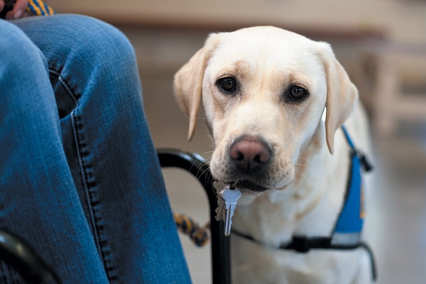 Service dog with keys in his mouth.