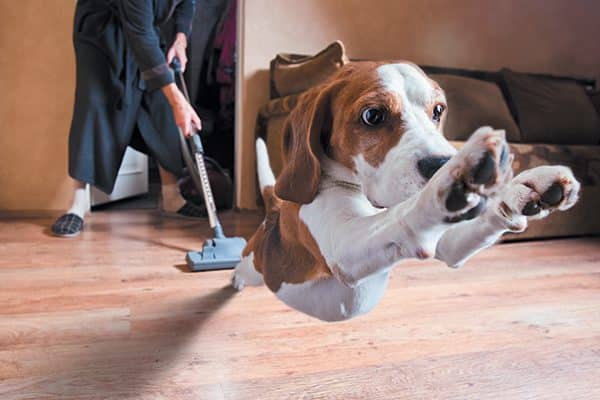 What are dogs scared of? The vacuum cleaner makes the list. Photography ©igorr1 | Getty Images.