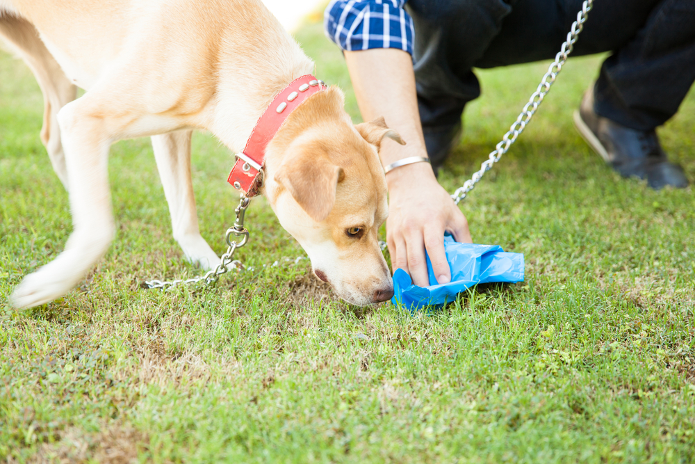 person picking up dog's poop
