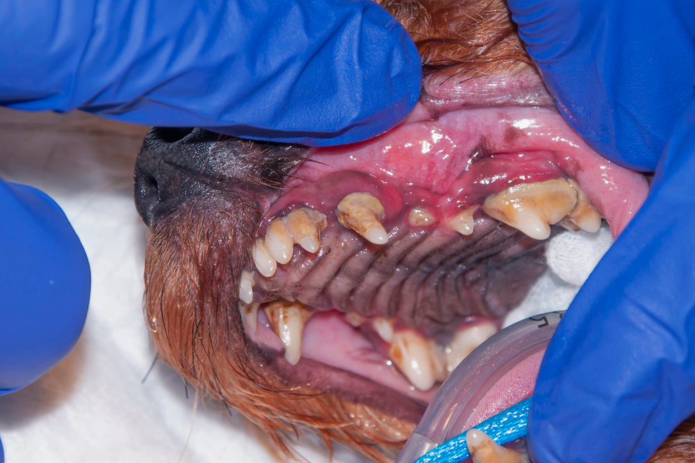 A lot of tartar/calculus dental disease in the dog