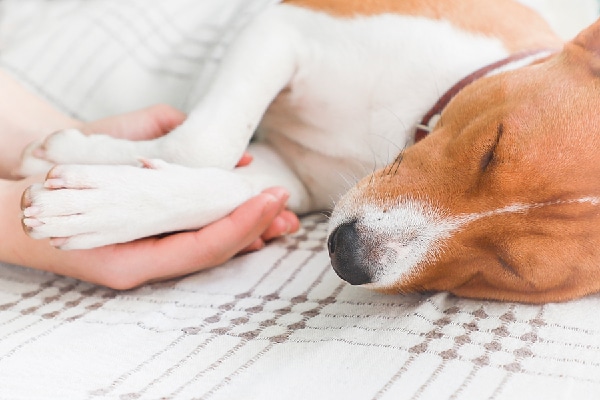 A dog asleep or sick paws being held by human hands.