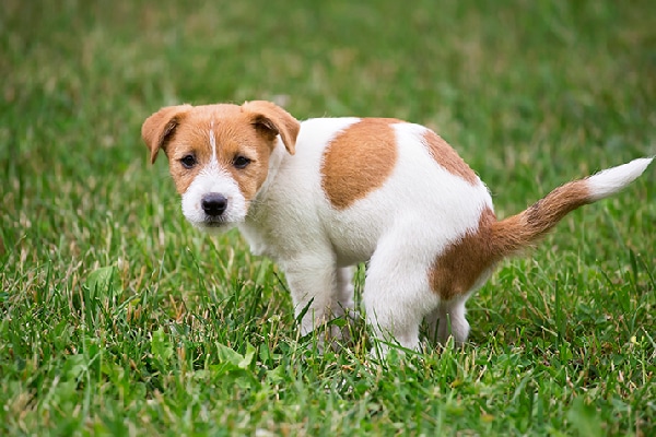 A dog squatting to pee or poop on the grass.
