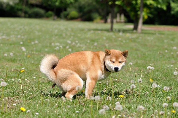 A dog straining to poop or constipated outside in a field of grass.