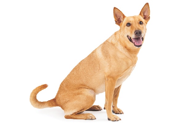 carolina dog