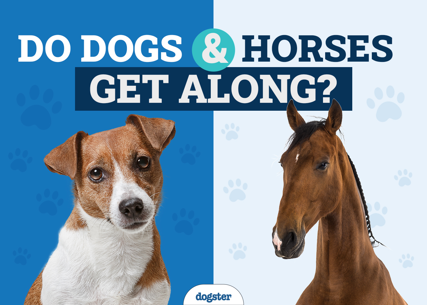 Does Dog Get Along with Horse