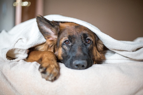 Dog asleep or sick wrapped up in blankets.