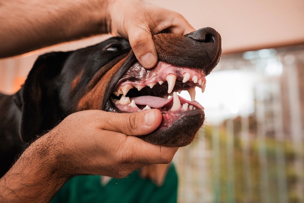 Dog mouth opening showing teeth and gums.