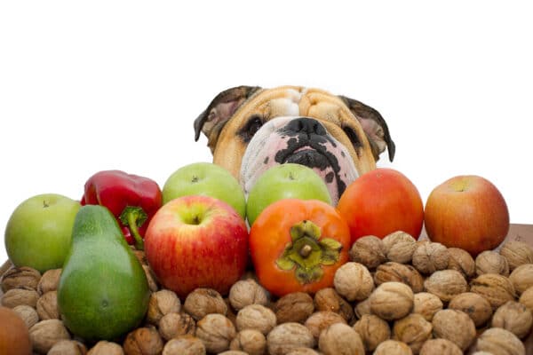 Dog surrounded by apples, nuts, avocados, peppers, etc.