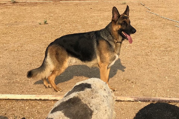 German Shepherd Dog.