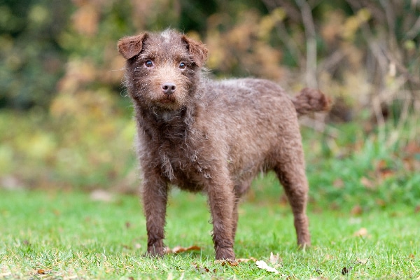 Patterdale Terrier dog breed.