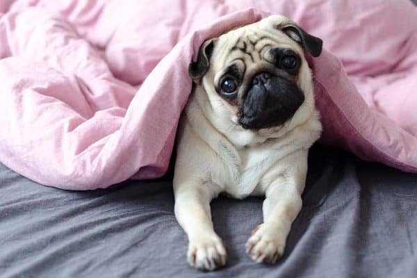 A pug in bed with confused or sad / cute face.
