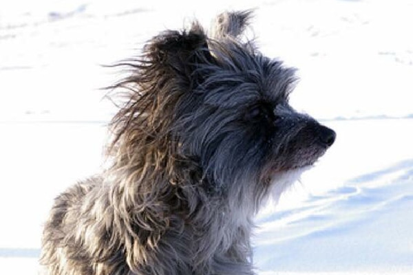 Pyrenean Shepherds.