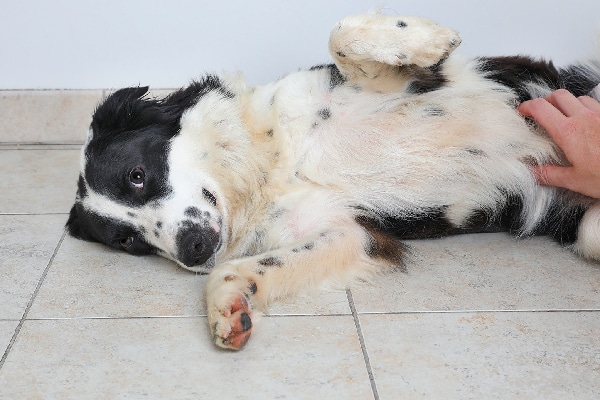 Sick or hesitant looking dog showing off stomach or getting belly rub.