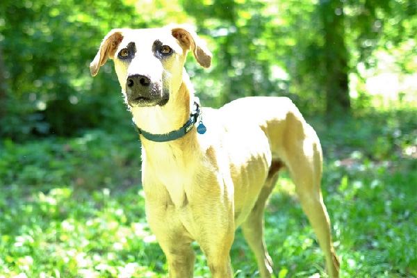 Sighthound puppy best sale