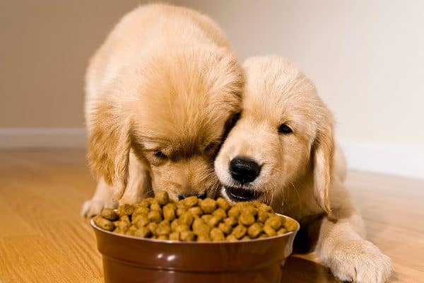 Two puppies trying to eat dog food out of the same dog food bowl.