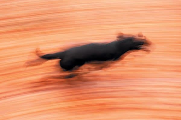 Your dog might have the zoomies because she needs to roam free after being kept in. Photography ©Maciej Bledowski | Getty Images.