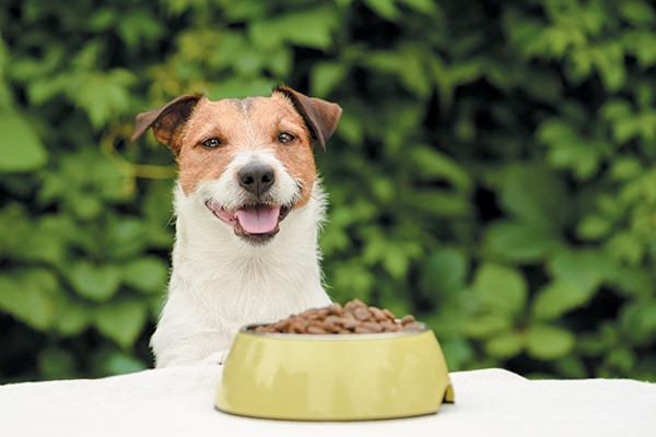 Oregano Oil for Dogs: What to Know