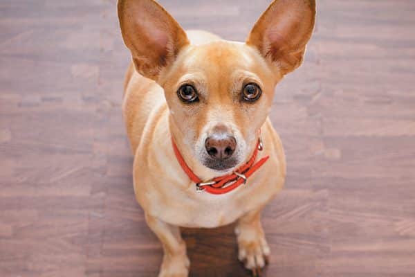 Your dog is trying to tell you he wants to go for a walk. Photography ©damedeeso | Getty Images.