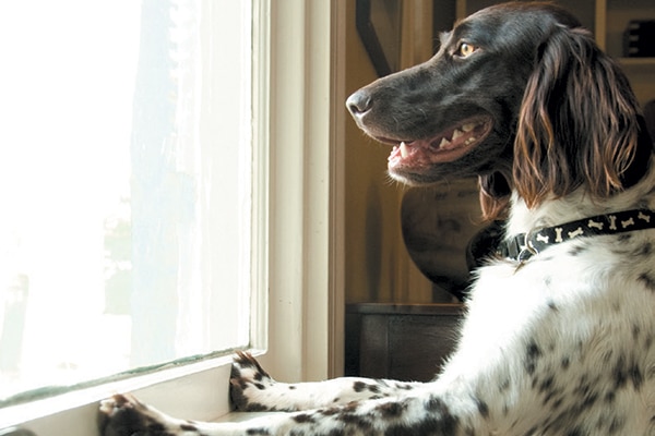 Your dog is jealously watching everyone else on a walk outside. Photography ©mstroz | Getty Images.