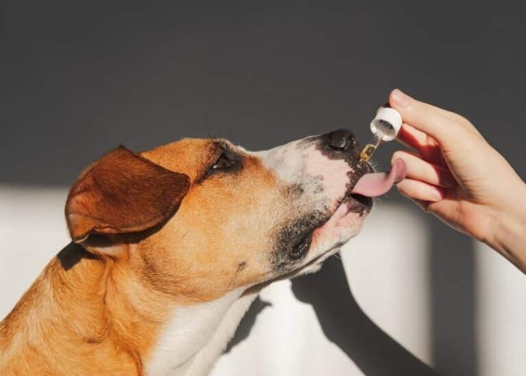 Black Currant, Evening Primrose & Borage Oils for Dogs Dogster