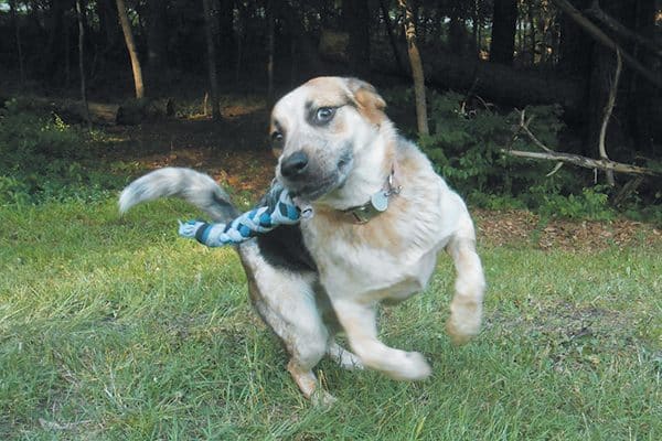 A dog that gets the zoomies as soon as you get home is expressing frustration. Photography Courtesy Melvin Peña.