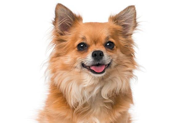 Chihuahua dog breed