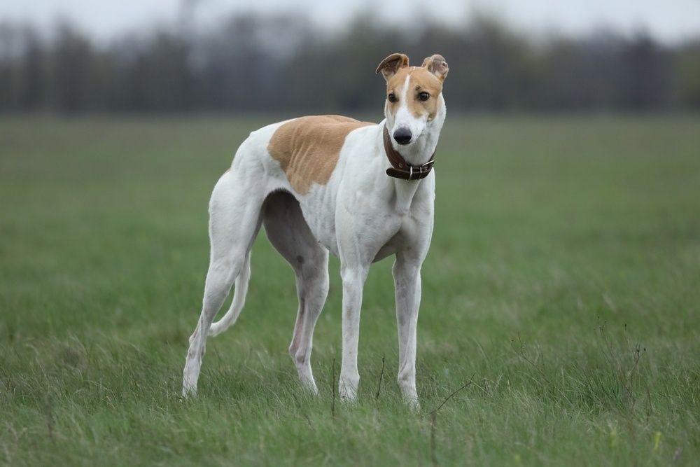Greyhound standing in the field